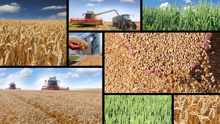 В 2018 г. производство пшеницы в странах Южной Америки может увеличиться на 6%