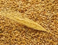 Світові ціни на зерно зростають четвертий місяць поспіль 