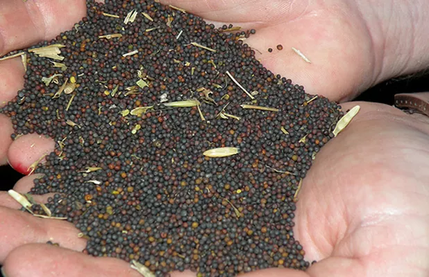 Украина почти на четверть увеличила экспорт масличных