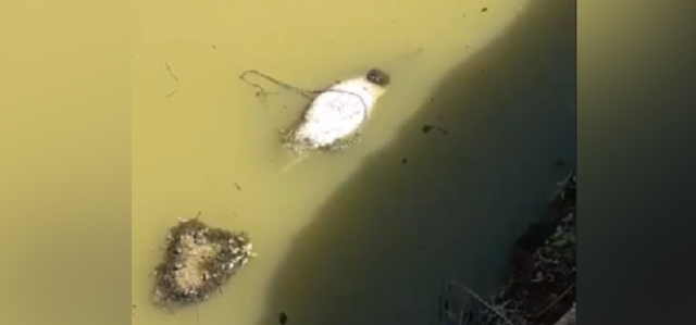 На Київщині фермери сховали мертвих свиней у воді 