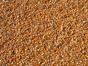 Иран купил 60 тыс. тонн украинской кукурузы за неделю