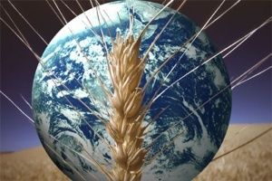 Объем потребления зерновых в 2018/19 МГ может увеличиться на 16 млн т