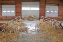 В крупнейшем овцеводческом хозяйстве Украины - 3500 овец