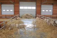 В крупнейшем овцеводческом хозяйстве Украины - 3500 овец