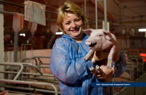 Бахмутский аграрный союз в 2017 году нарастил продажи свинины