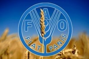 Мировой индекс цен на зерновые продолжает расти, а на растительные масла падать - ФАО ООН