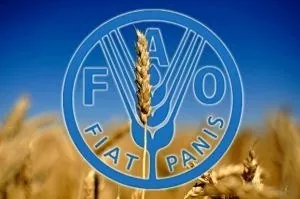Мировой индекс цен на зерновые продолжает расти, а на растительные масла падать - ФАО ООН