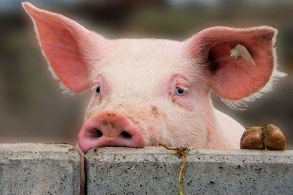 Підтверджено захворювання свиней на АЧС в Одеській області