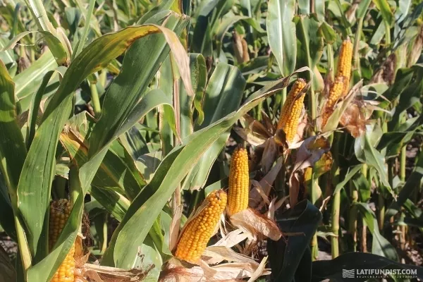 Гибриды кукурузы Pioneer® получили признание на конкурсе урожайности в США