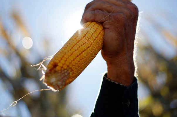 В июне украинскую кукурузу будут продавать по $200 за т 