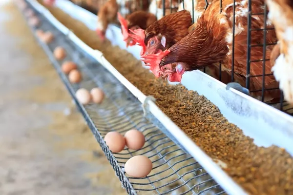 Ціна на курячі яйця в Україні знизилася на 13%