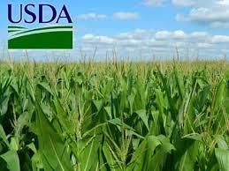 USDA повысило прогноз мирового производства кукурузы в 2018/19 МГ 