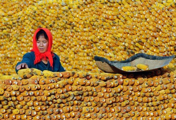 Южная Корея отменила тендер по закупке кукурузы