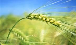 Яровые зерновые в Украине посеяны на 6,1 млн га, – данные на 10 мая 2018 г.