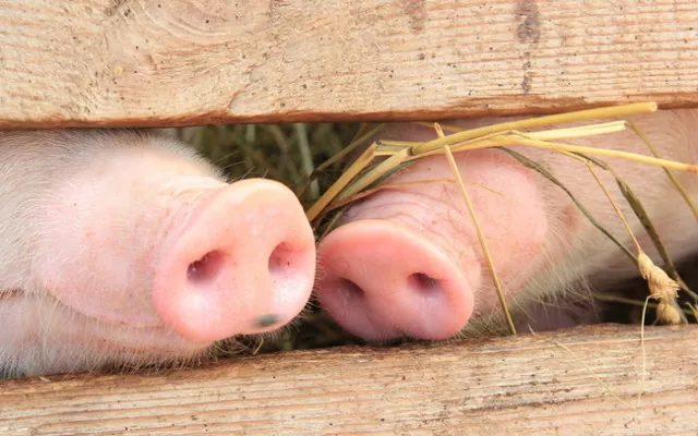 KSG Agro збільшив продажі свиней на 5,6%