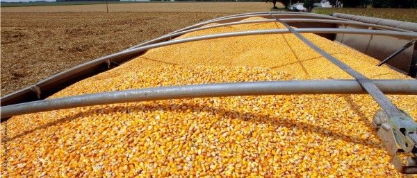 Аргентина ухудшила прогноз урожая кукурузы