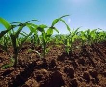 Кукурудзу варто удобрювати більше за інші зернові 