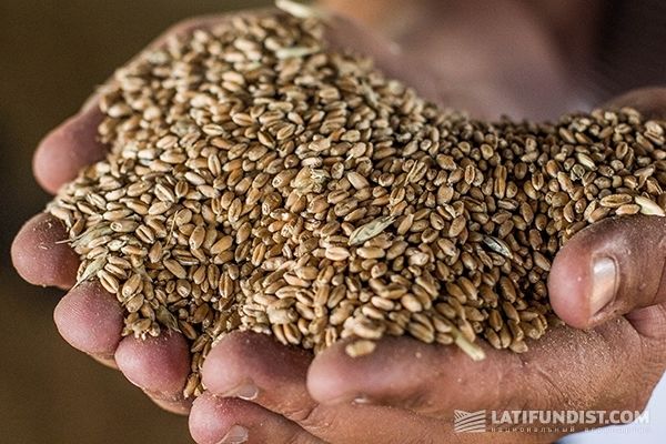 Мировые запасы пшеницы в 2016/17 г. повысились на 1,3 млн т