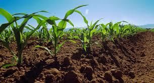 Получены первые всходы кукурузы в Хмельницкой области