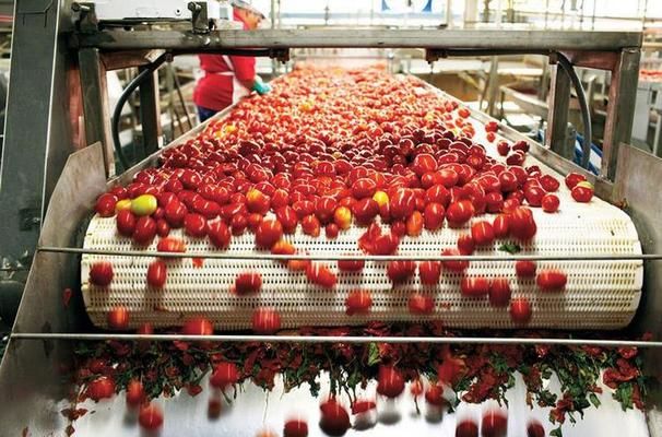 Agrofusion запустить фабрику з виробництва томатного порошку