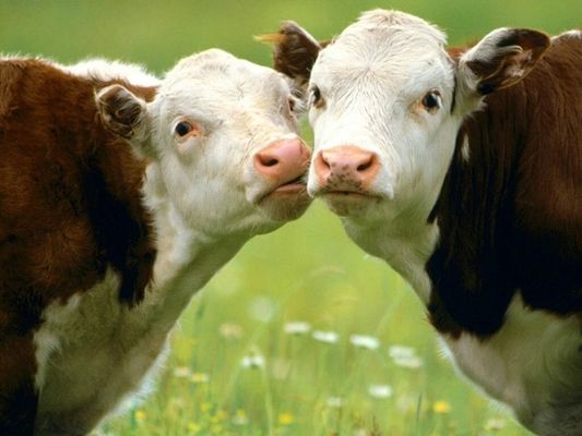 Померла перша в світі клонована корова