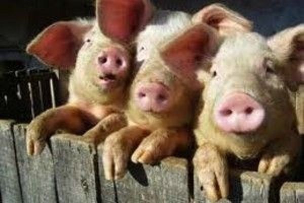 Украина сократила поголовье свиней на 390 тыс. голов