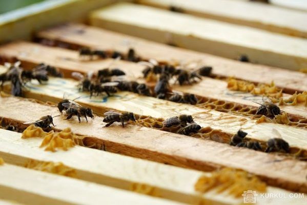 Україна може збільшити експортну ціну меду втричі