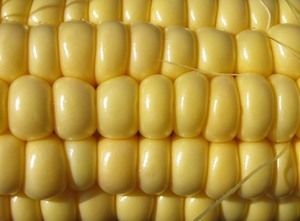 Турция объявила серию тендеров на закупку фуражной кукурузы