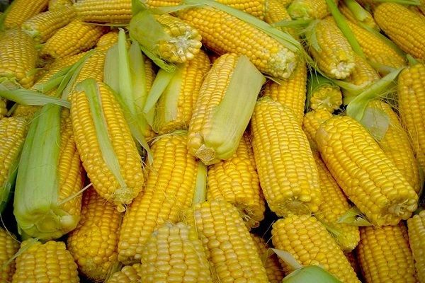 Китай в 2016/17 МГ сократит импорт кукурузы на 37%