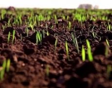 В Україні покращилися умови формування ранніх зернових