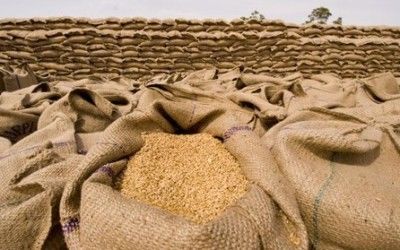 Египет объявил очередной тендер на импорт пшеницы