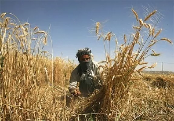 Ирак объявил тендер на закупку пшеницы