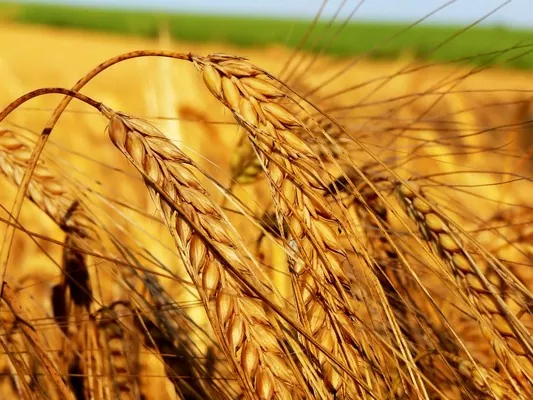 Яровые зерновые в Украине посеяны на 7,1 млн га