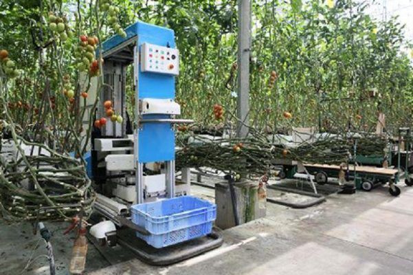 Panasonic тестує робота для збору томатів (відео)