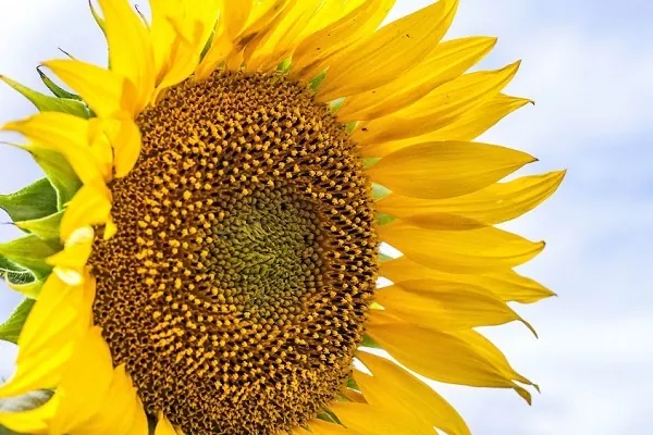 Украинский подсолнечник за неделю подорожал на 300 грн/т