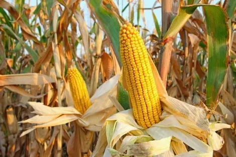 В Украине экспорт кукурузы старого урожая почти остановился
