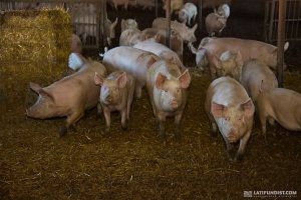 В Кировоградской области уничтожат 2 тыс. свиней из-за АЧС
