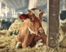 Заборонено здійснювати одномоментний запуск хворих на мастит корів