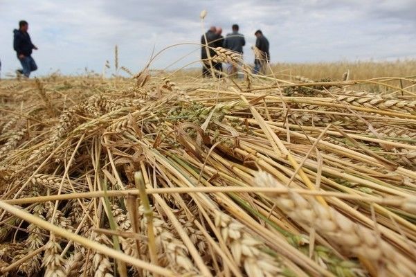 В Азербайджане началась закупка зерна для Государственного зернового фонда