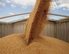 У Куліндорівському КХП стартувало приймання зерна нового врожаю