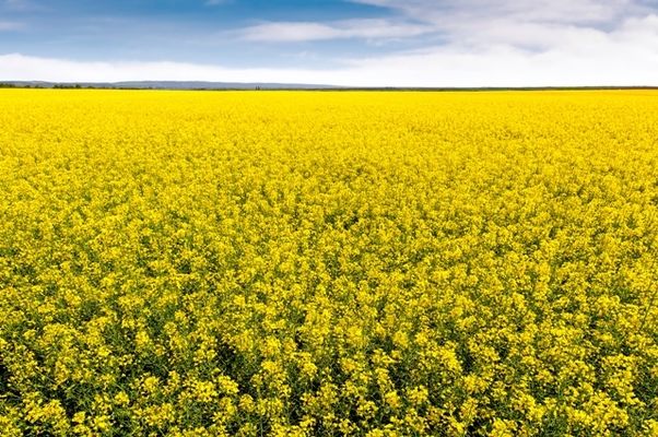 В ЄС прогнозують на 12% більшу урожайність ріпаку, ніж минулого року