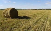 На юге Украины собирают первые посевы