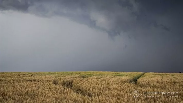 Дощі перешкоджають проведенню жнив на Миколаївщині