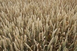 Биржевые цены на пшеницу потеряли еще 2%