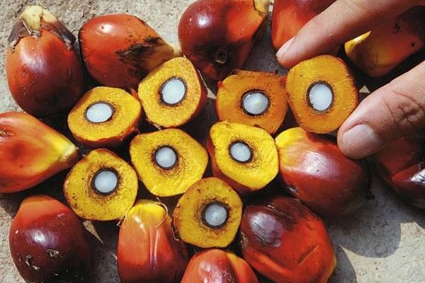 Котировки малазийского пальмового масла продолжают обновлять годовые минимумы