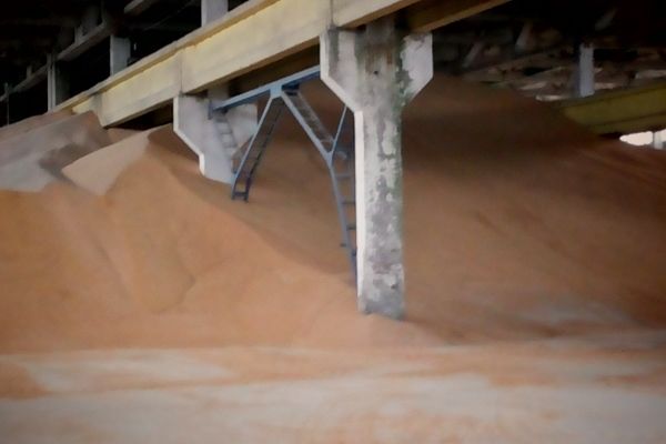СБУ предотвратила попытку незаконного экспорта зерна на 50 млн грн