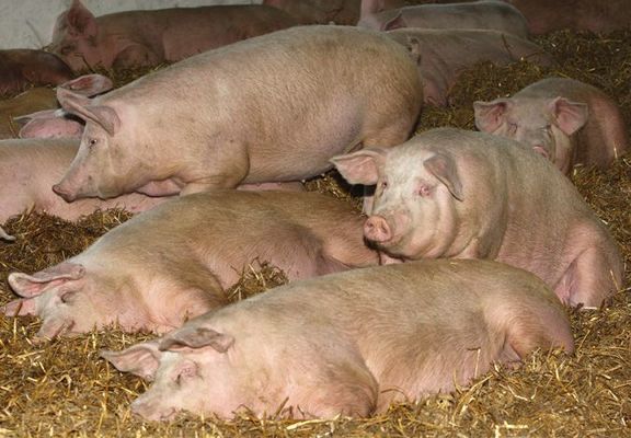 В Харьковской области уничтожили 100 свиней из-за АЧС