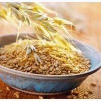 Украинский экспорт семян существует только за счет гибридной кукурузы – ИАЭ