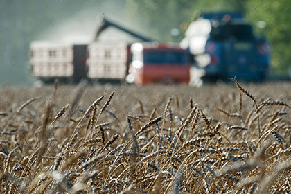 Сирия в новом сезоне может импортировать до 1,5 млн. тонн пшеницы