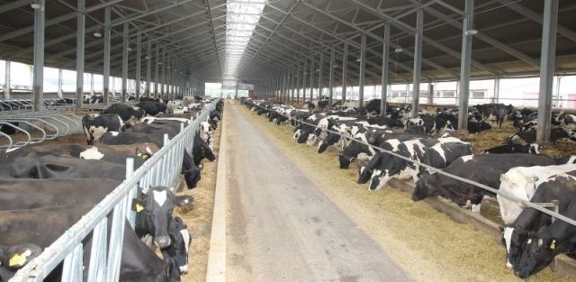 На Черкащині голландський фермер планує збільшити поголів’я корів до 3,5 тисяч